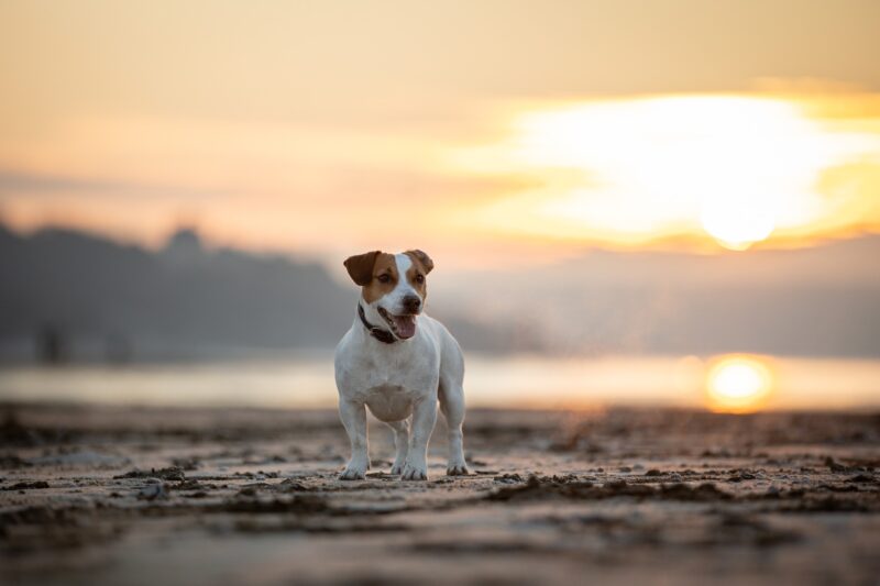 Audrey_Mouton_photo_chien_12