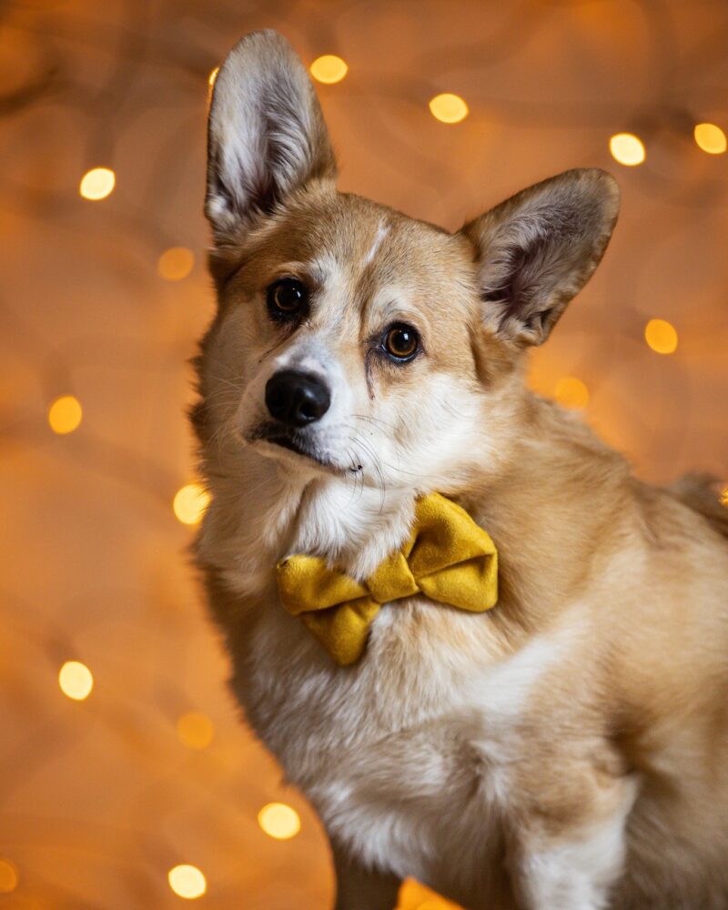 Audrey_Mouton_photo_corgi_2